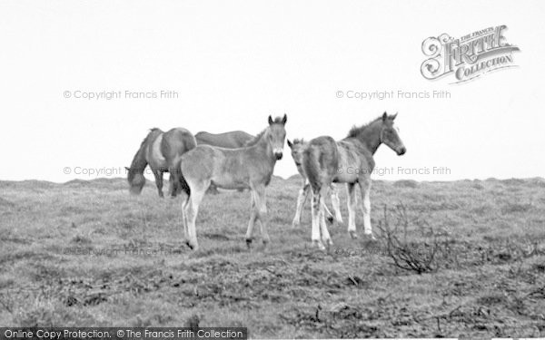 Photo of Exmoor, Exmoor Foals And Ponies c.1955