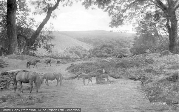 Photo of Exmoor, Exmoor Ponies 1907