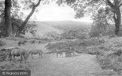 Exmoor Ponies 1907, Exmoor