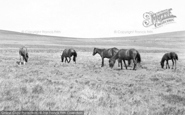 Photo of Exmoor, Exmoor Ponies c.1955