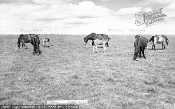Photo of Exmoor, Exmoor Ponies c.1960
