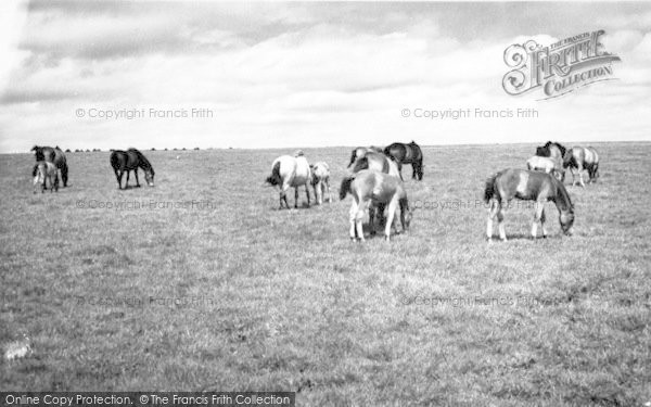 Photo of Exmoor, Exmoor Ponies c.1960