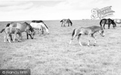Exmoor Ponies c.1960, Exmoor