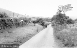 Exmoor Ponies c.1960, Exmoor