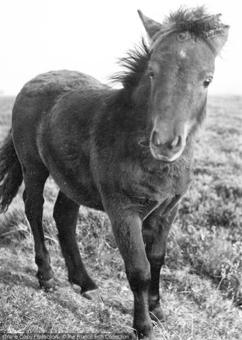Photo of Exmoor, Exmoor Pony c.1960