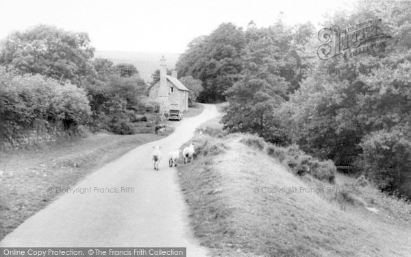 Photo of Exmoor, Exmoor Sheep c.1965