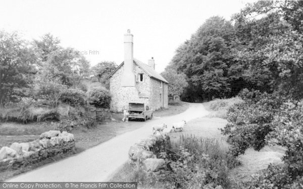 Photo of Exmoor, Exmoor Sheep c.1965
