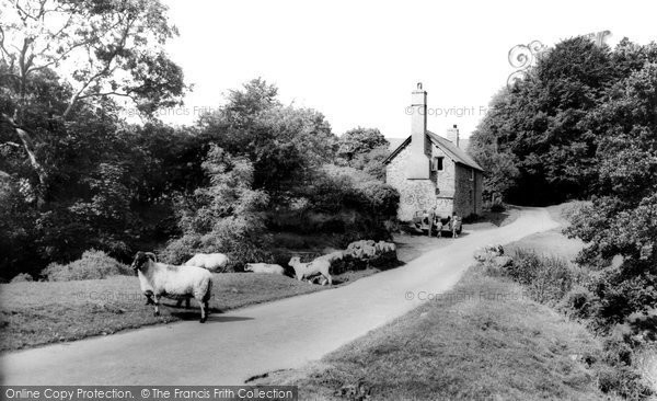 Photo of Exmoor, Exmoor Sheep c.1965