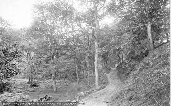 Photo of Exmoor, Horner Woods 1907