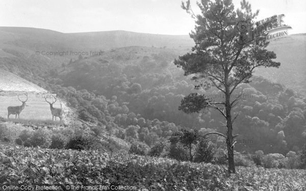 Photo of Exmoor, Horner Woods From Dunkery Beacon 1921