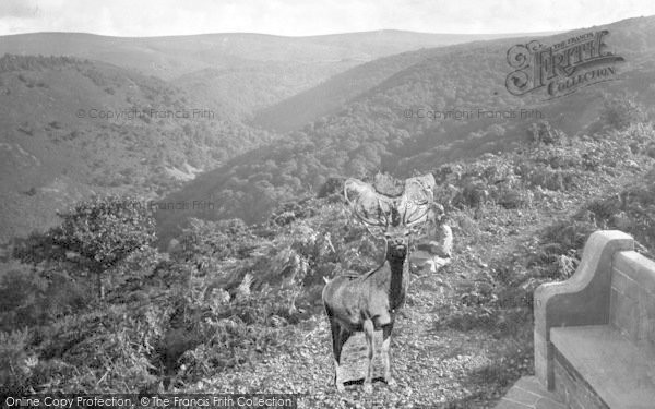 Photo of Exmoor, Stag At Dunkery Beacon 1921