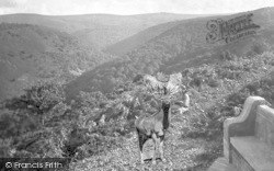 Stag At Dunkery Beacon 1921, Exmoor