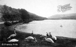 Swanpool 1902, Falmouth
