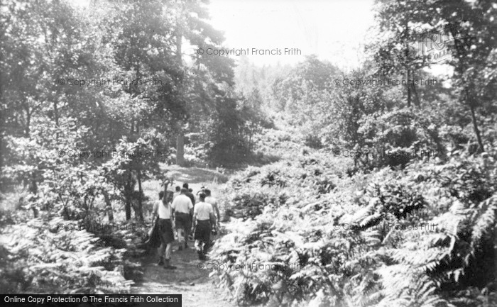 Photo of Farley Green, Rambling At Tree Tops c.1955
