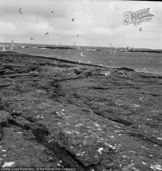 Photo of Farne Islands, 1959