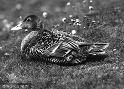 Eider Duck c.1935, Farne Islands