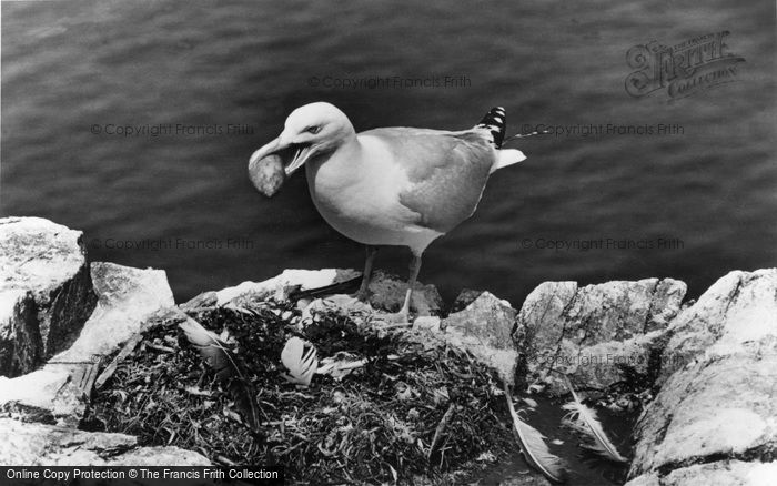 Photo of Farne Islands, Herring Gull Stealing Gannet's Eggs c.1960
