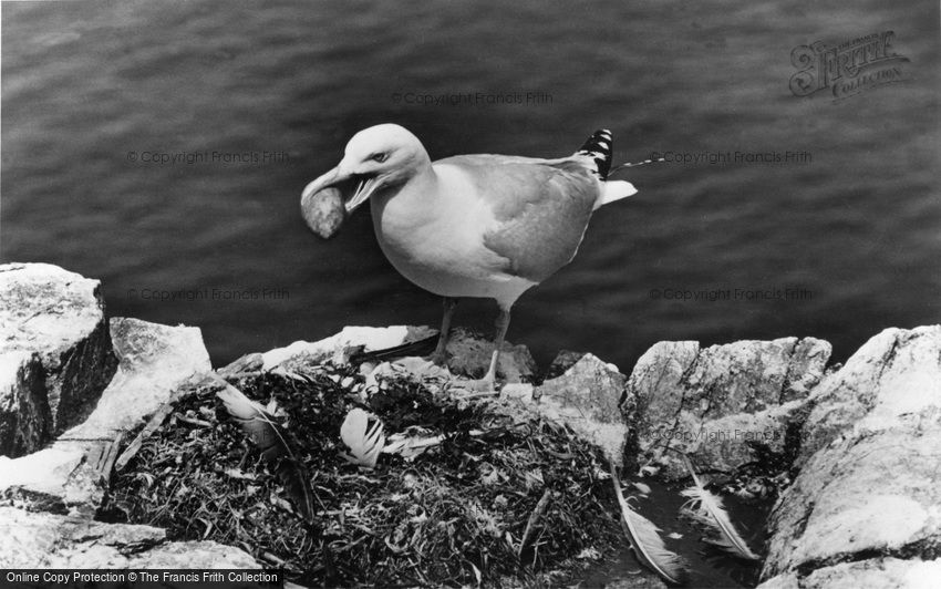 Farne Islands, Herring Gull Stealing Gannet's Eggs c1960