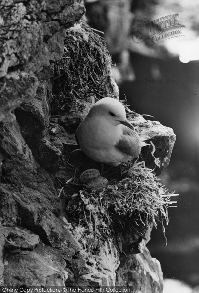Photo of Farne Islands, Kittiwake Nesting c.1960