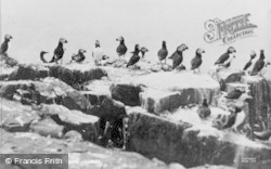 Puffins c.1935, Farne Islands