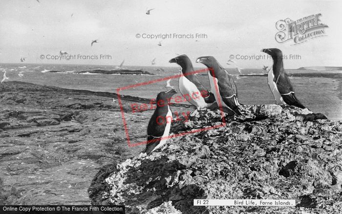 Photo of Farne Islands, Razorbills 1964