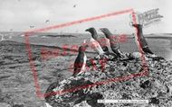 Razorbills 1964, Farne Islands