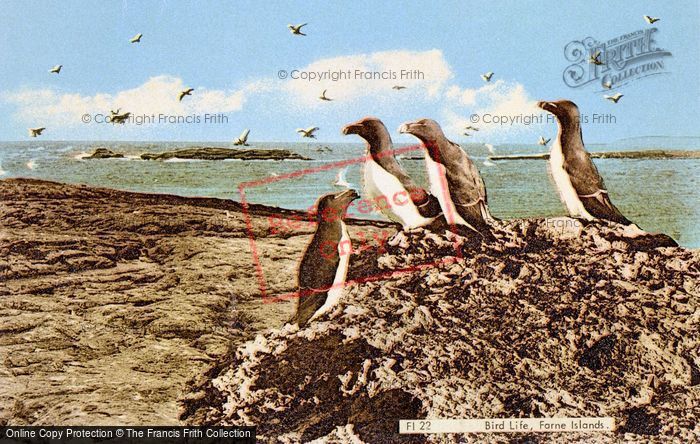 Photo of Farne Islands, Razorbills 1964