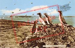 Razorbills 1964, Farne Islands