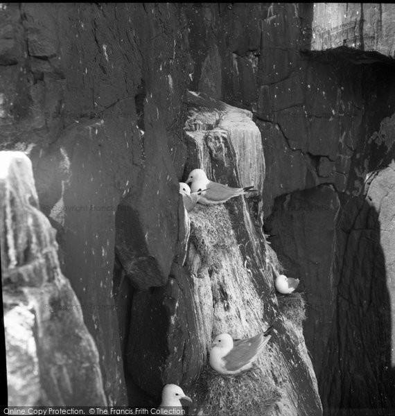 Photo of Farne Islands, Sea Birds 1959