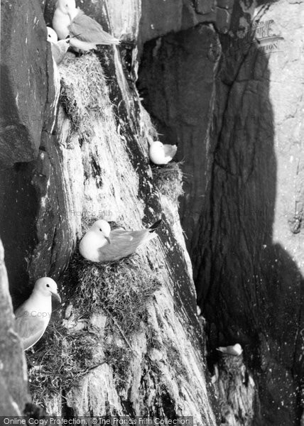 Photo of Farne Islands, Sea Birds 1959