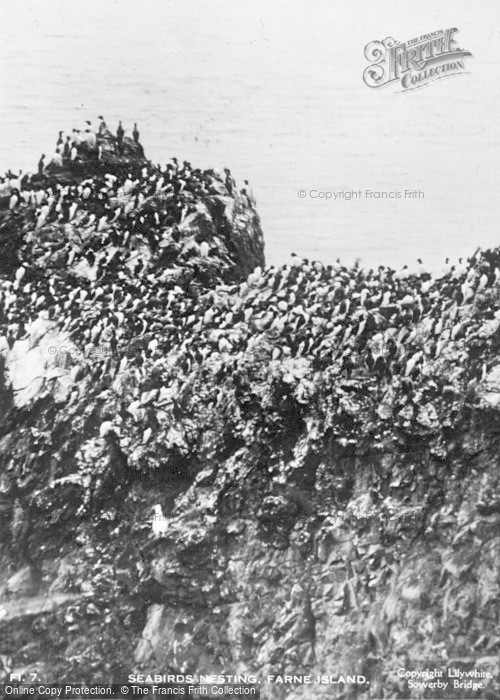 Photo of Farne Islands, Seabirds Nesting c.1935