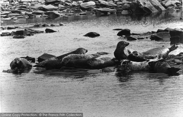 Photo of Farne Islands, Seals c.1960