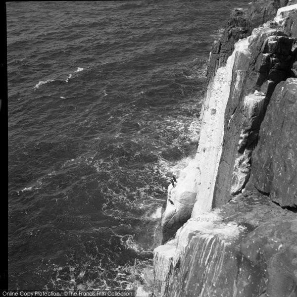 Photo of Farne Islands, The Shag 1959