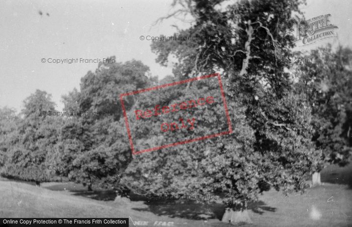Photo of Farnham, Chestnuts In The Park 1895