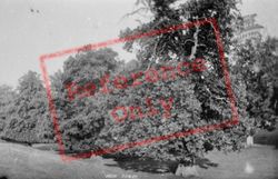 Chestnuts In The Park 1895, Farnham