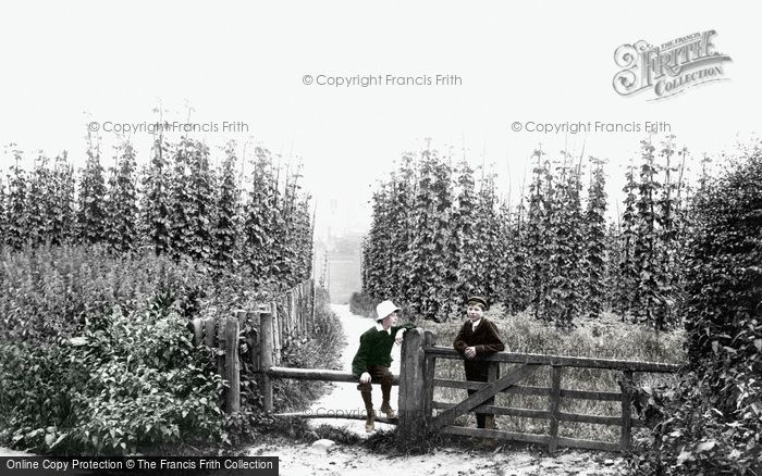 Photo of Farnham, Hop Gardens 1904