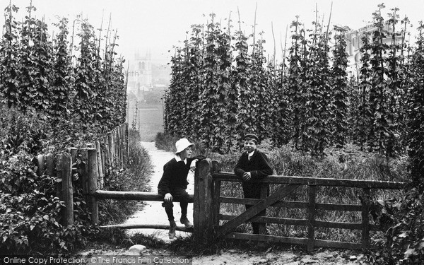 Photo of Farnham, Hop Gardens 1904