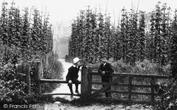 Hop Gardens 1904, Farnham