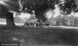 Park 1906, Farnham