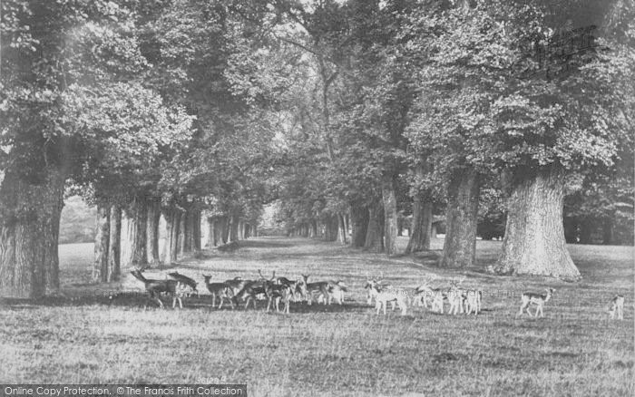 Photo of Farnham, Park Deer 1895