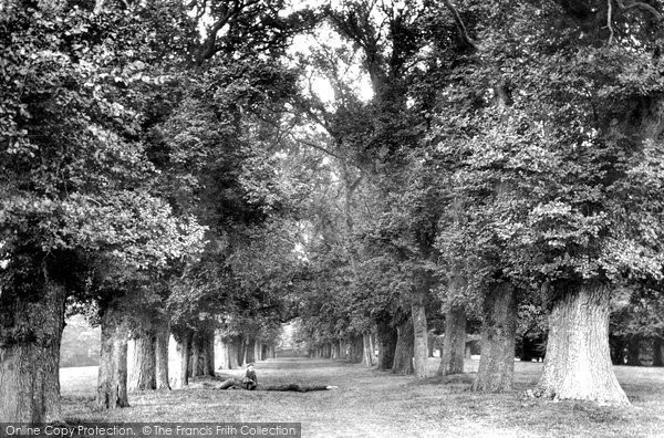 Photo of Farnham, Park, The Avenue 1895