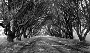 Ilex Way c.1955, Ferring
