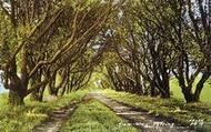 Ilex Way c.1955, Ferring