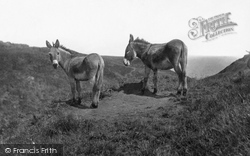 Donkeys At Danes Dyke 1888, Flamborough