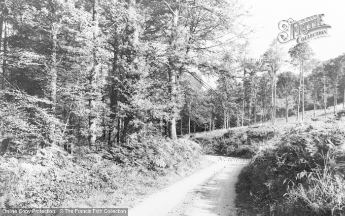Photo of Forest Of Dean, The Forest Near Staunton c.1960