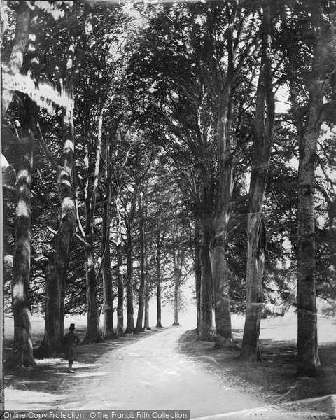 Photo of Fountains Abbey, Studley Park, Beech Avenue c.1885
