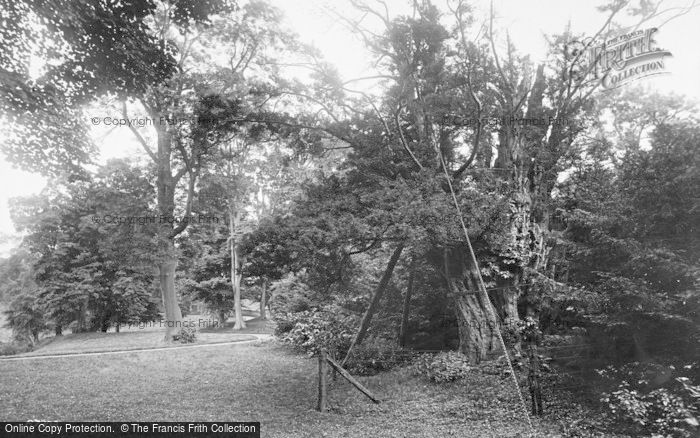 Photo of Fountains Abbey, Yew Tree, Over 1000 Years Of Age 1914