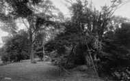 Yew Tree, Over 1000 Years Of Age 1914, Fountains Abbey