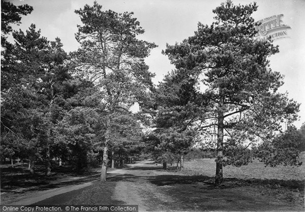 Photo of Frensham, Pathway To Little Pond 1921
