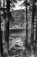 A Peep Through The Trees c.1955, Friday Street